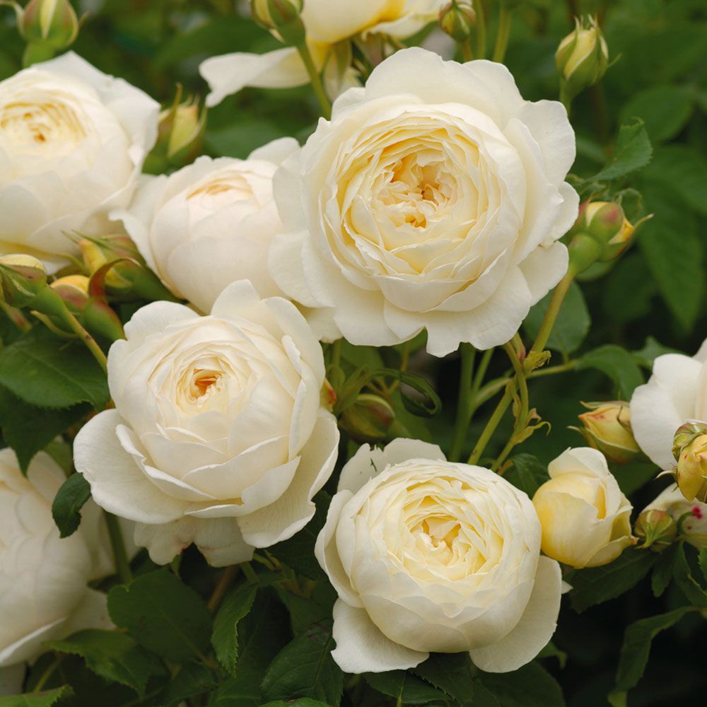 Rose Claire Austin™ | White Flower Farm