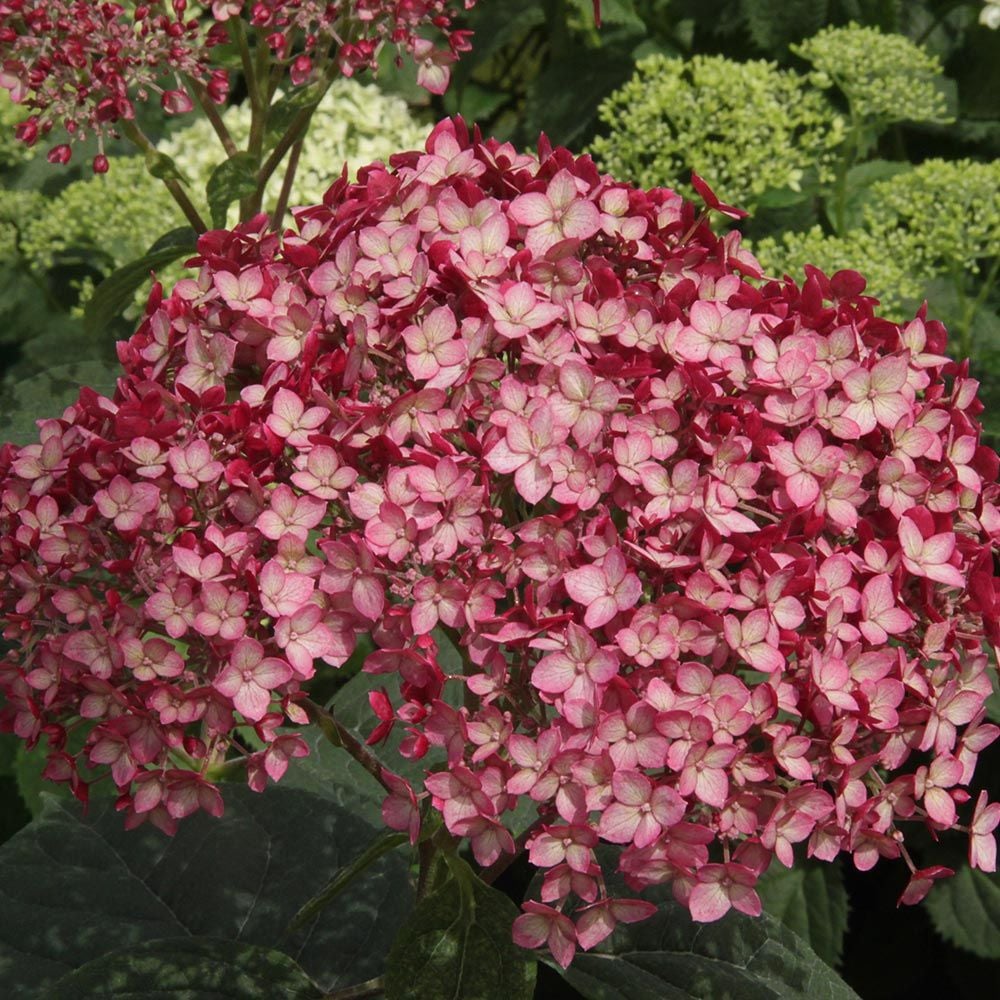 Hydrangea arborescens Invincibelle® Ruby | White Flower Farm