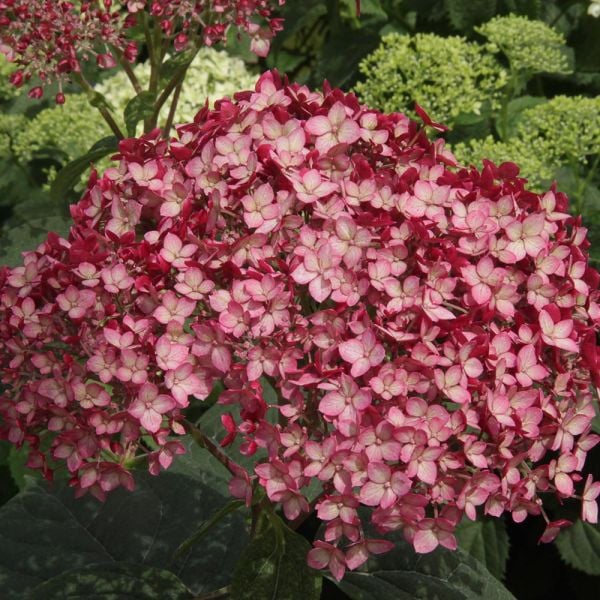 Hydrangea Arborescens Invincibelle® Ruby 