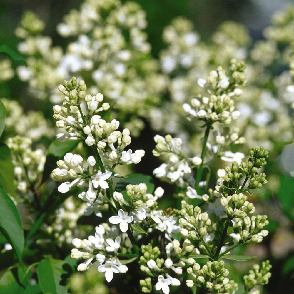 Syringa x hyacinthiflora Mount Baker | White Flower Farm