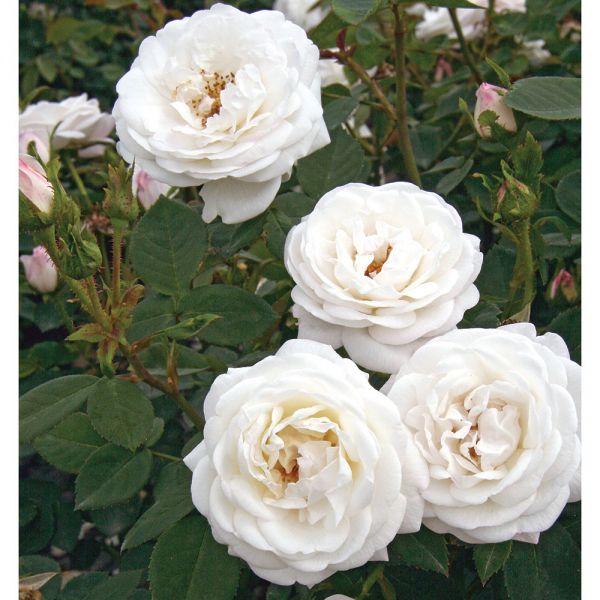 Rose Pearlescent™ | White Flower Farm