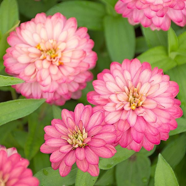 Zinnia Double Zahara® Salmon Rose | White Flower Farm