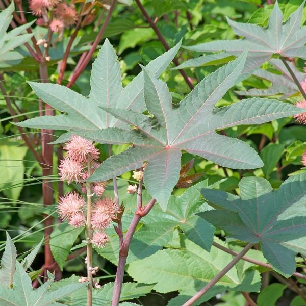 Ricinus communis 'Carmencita Pink' | White Flower Farm