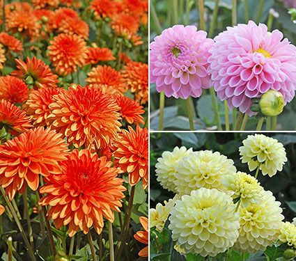 Jewel Dahlia Collection | White Flower Farm