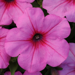  Petunia Easy Wave® Pink Passion