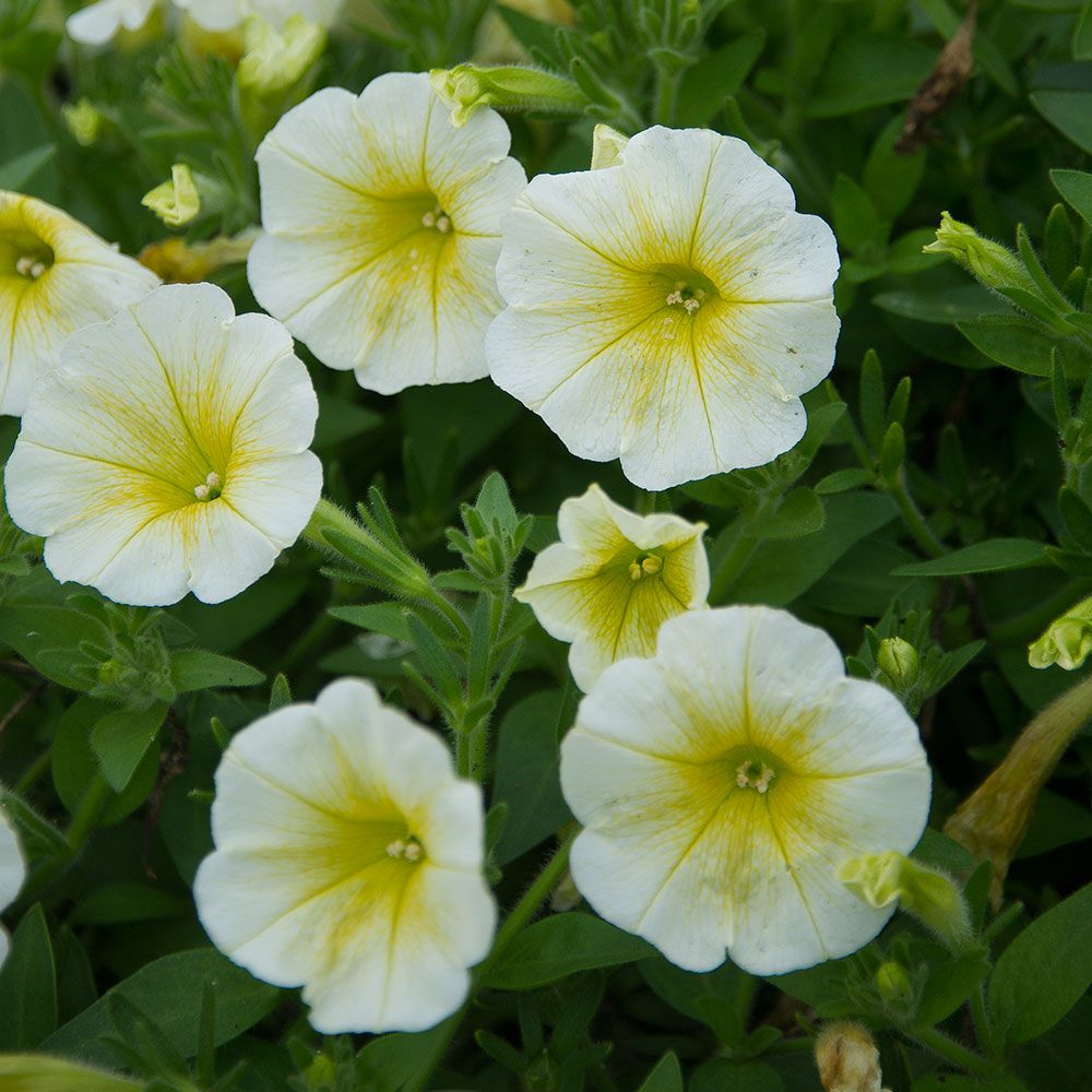 Petunia Easy Wave® Yellow | White Flower Farm