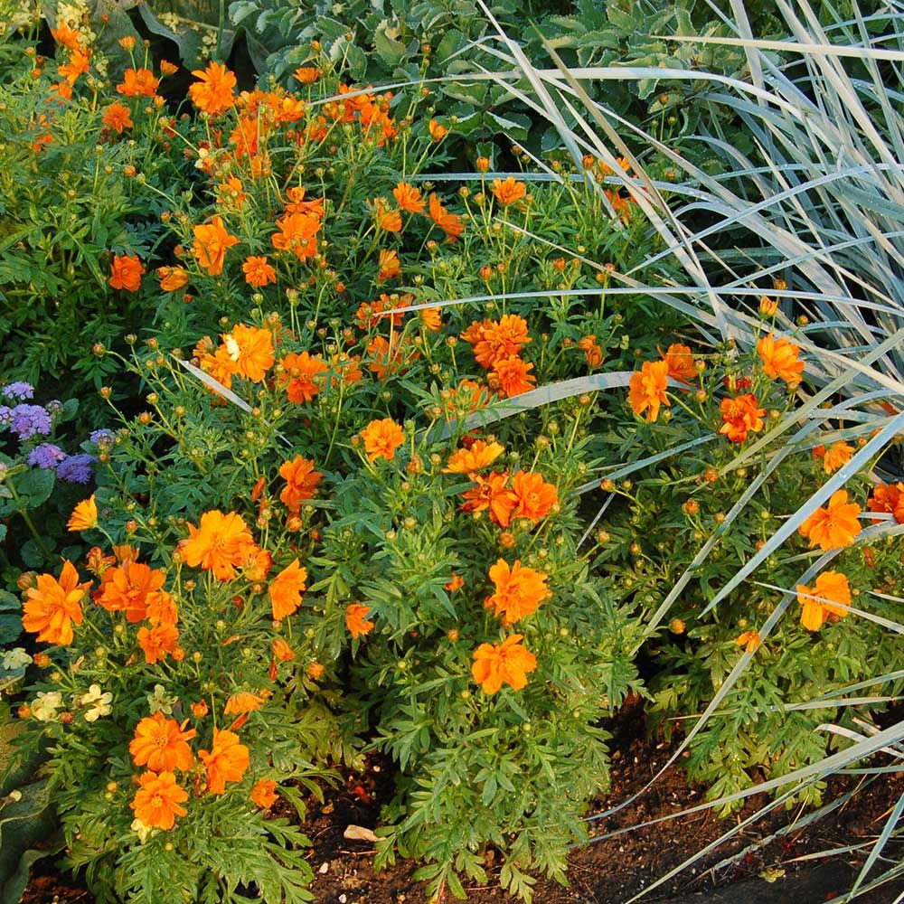 Cosmos sulphureus Cosmic Orange | White Flower Farm