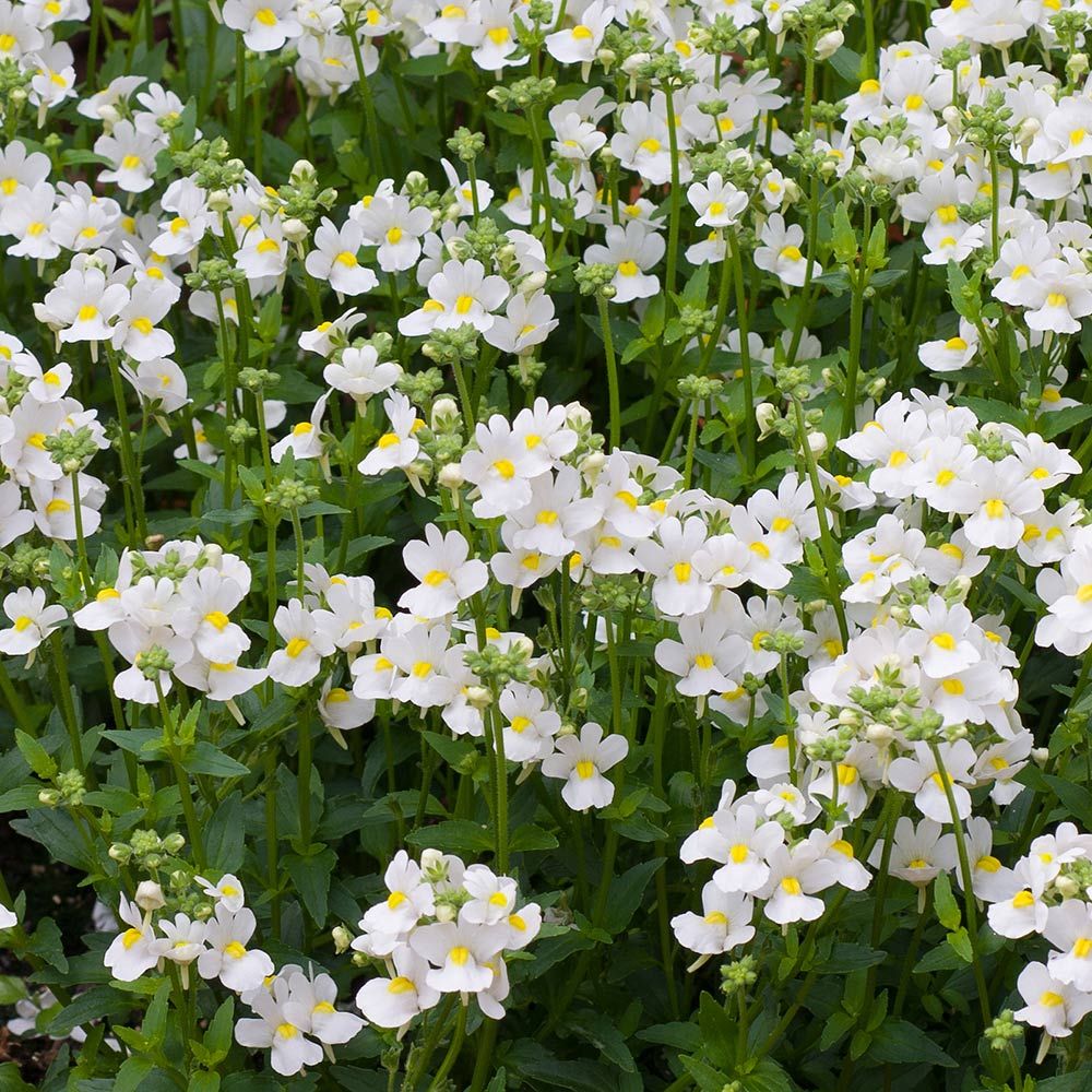 Nemesia fruticans Nesia™ White | White Flower Farm