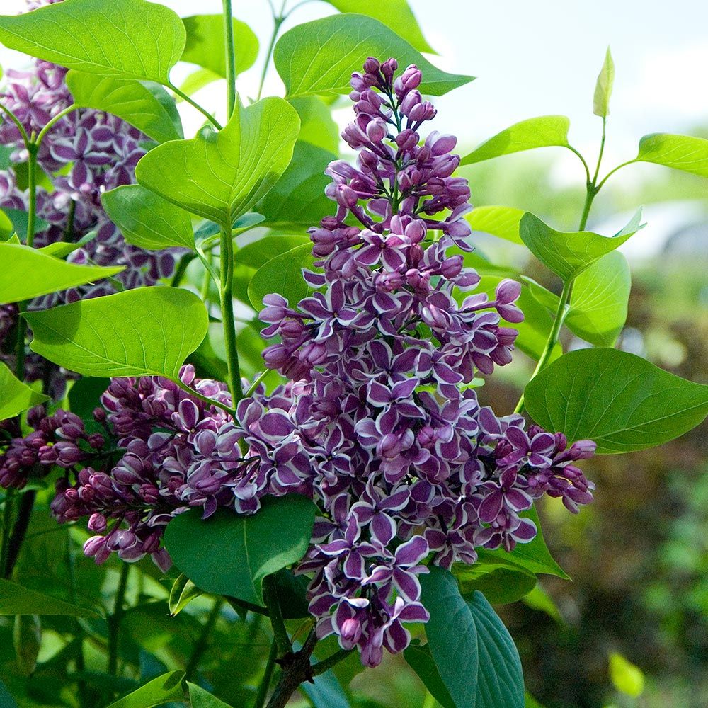 Lilac Growing Guide - How to Care for Lilac Bushes