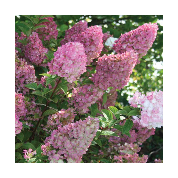 Hydrangea paniculata Strawberry Sundae® | White Flower Farm