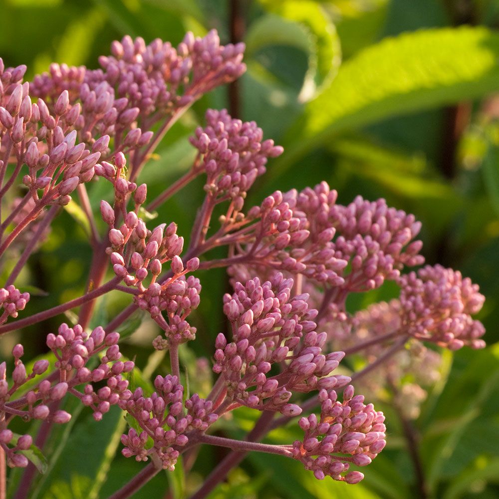 Eupatorium dubium 'Baby Joe' | White Flower Farm