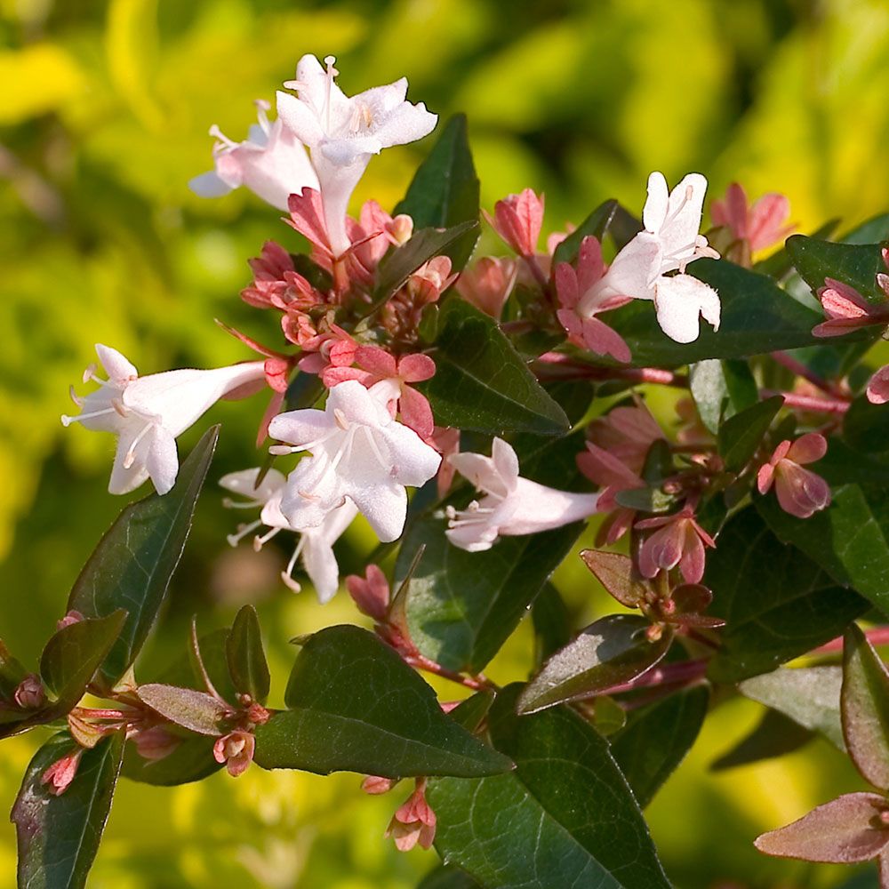 Abelia chinensis Ruby Anniversary™ | White Flower Farm