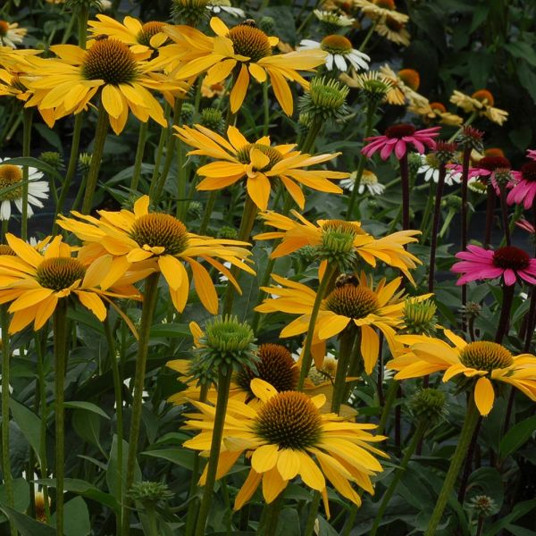 Echinacea Prairie Pillars™ 'Leilani' | White Flower Farm