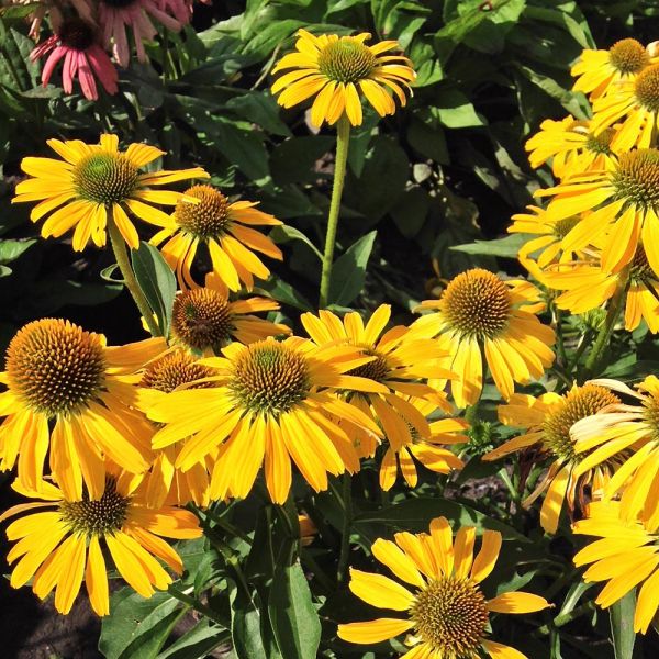 Echinacea Butterfly™ Golden Skipper | White Flower Farm