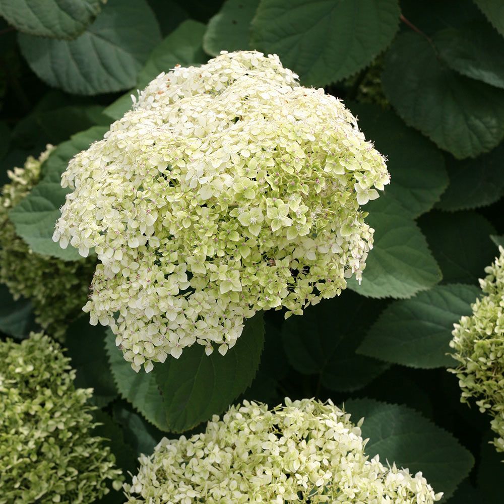 Hydrangea Arborescens Lime Rickey® 