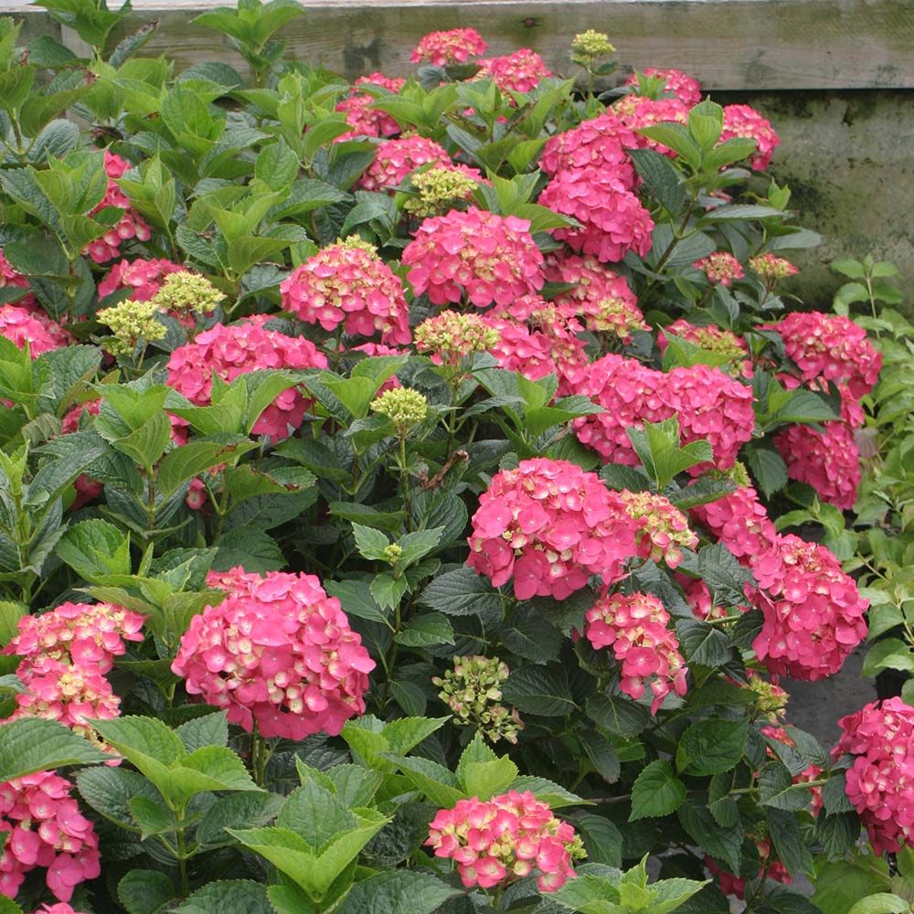 Hydrangea macrophylla Pink Shira™ | White Flower Farm