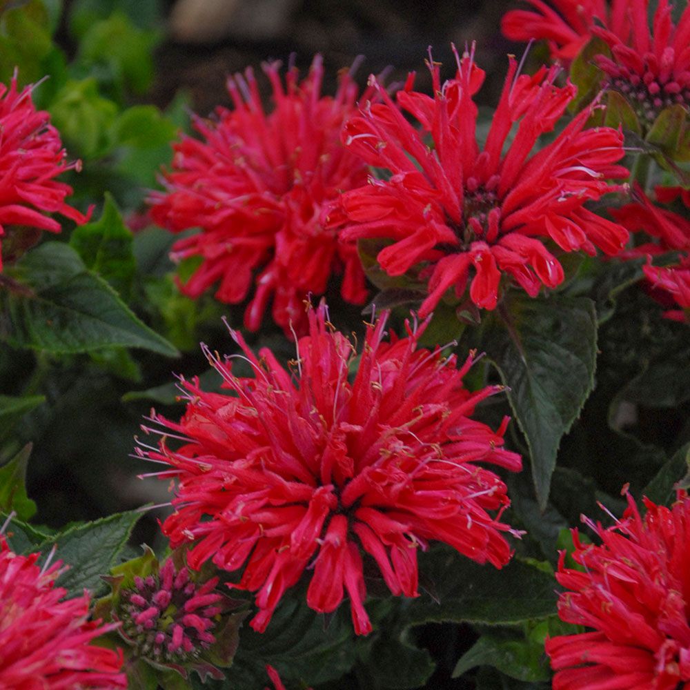 Monarda didyma Pardon My Cerise | White Flower Farm