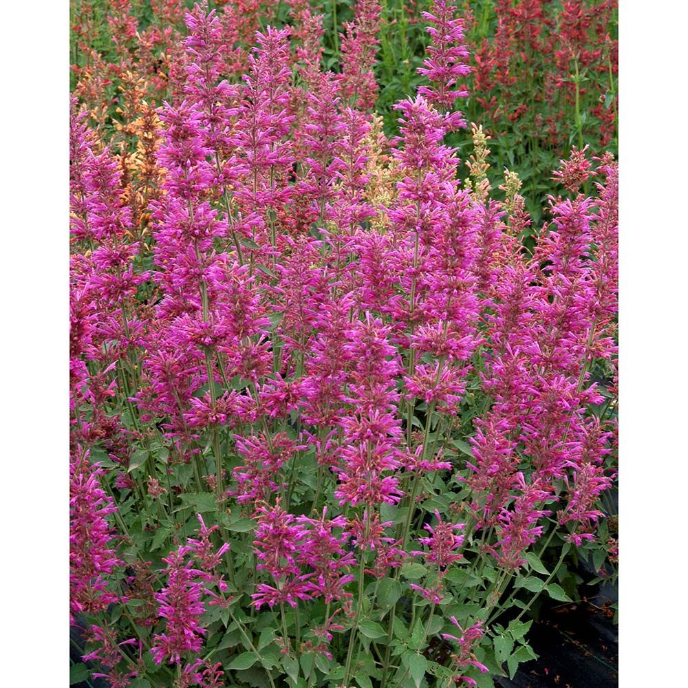 Agastache Summer™ Summer Love | White Flower Farm