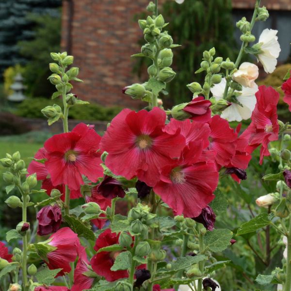 Alcea rosea 'Mars Magic' | White Flower Farm