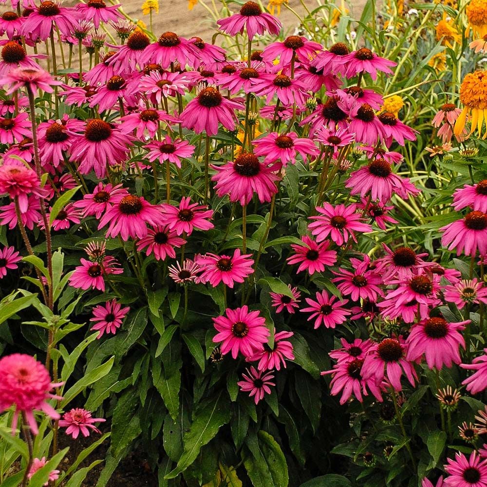 Echinacea Butterfly™ Purple Emperor | White Flower Farm