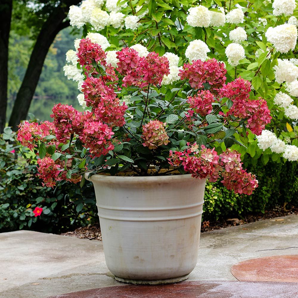Mauve Pink Preserved Hydrangea Flowers - 12-16