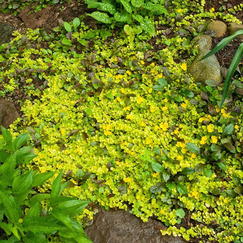 Lysimachia nummularia 'Aurea' | White Flower Farm