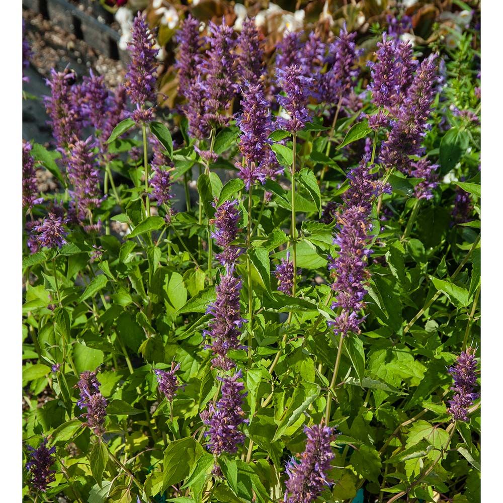 Agastache 'Blue Boa' | White Flower Farm