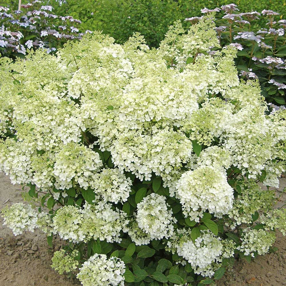 Hydrangea paniculata Bobo® | White Flower Farm