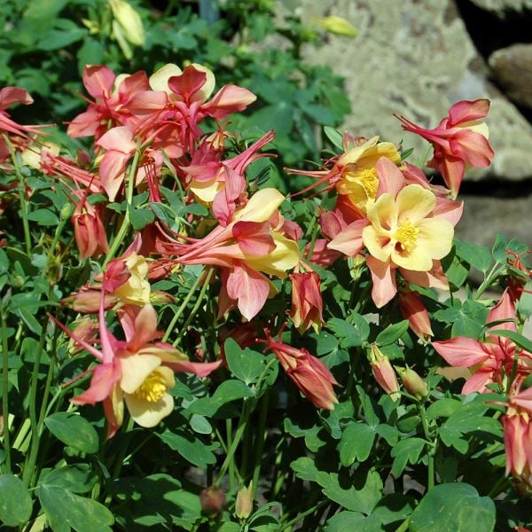 Aquilegia 'Swan Pink and Yellow' | White Flower Farm