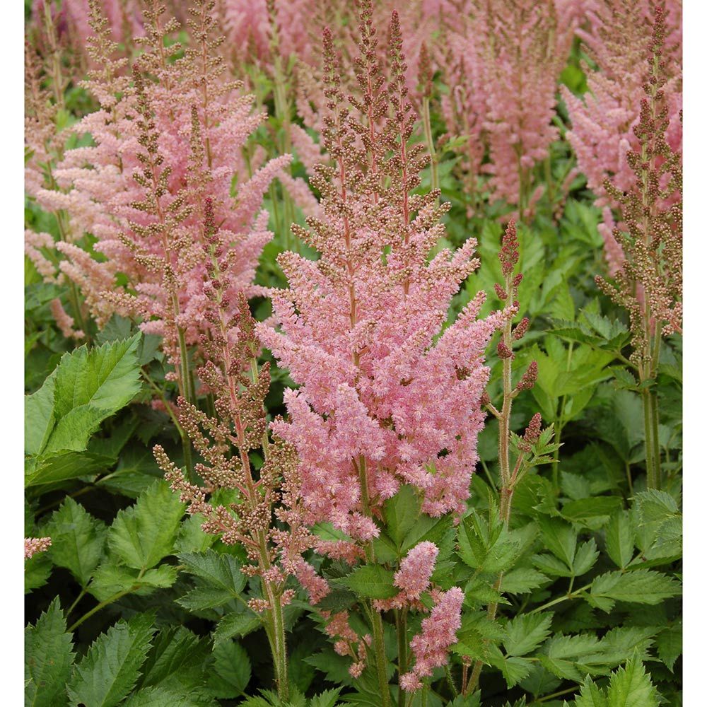 Astilbe chinensis 'Vision in Pink' | White Flower Farm