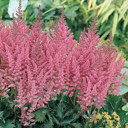 Astilbe chinensis 'Vision in Pink' | White Flower Farm