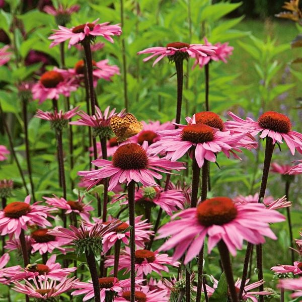 Echinacea Purpurea Merlot 