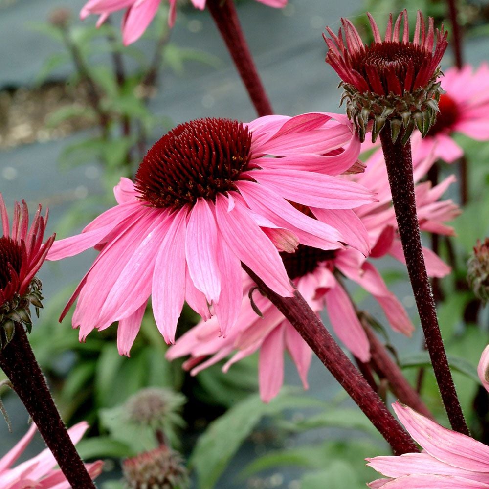 Echinacea Purpurea