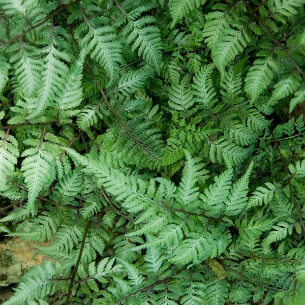 Athyrium niponicum var. pictum - Japanese Painted Fern | White Flower Farm