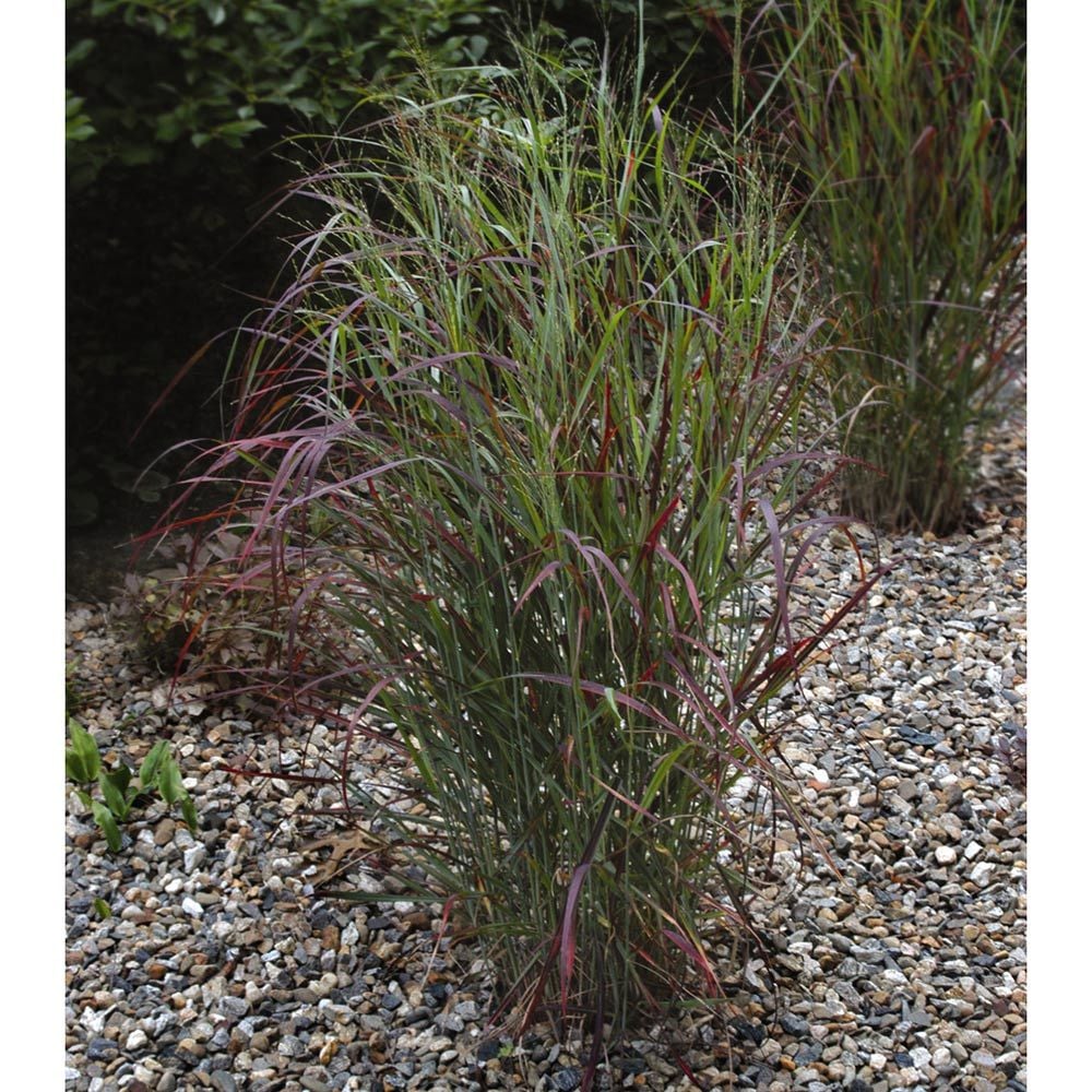 Panicum virgatum Ruby Ribbons | White Flower Farm