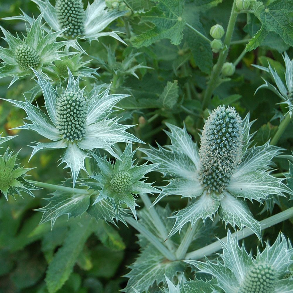 Eryngium giganteum Miss Willmott's Ghost | White Flower Farm