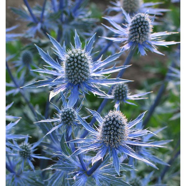 Eryngium Sapphire Blue | White Flower Farm