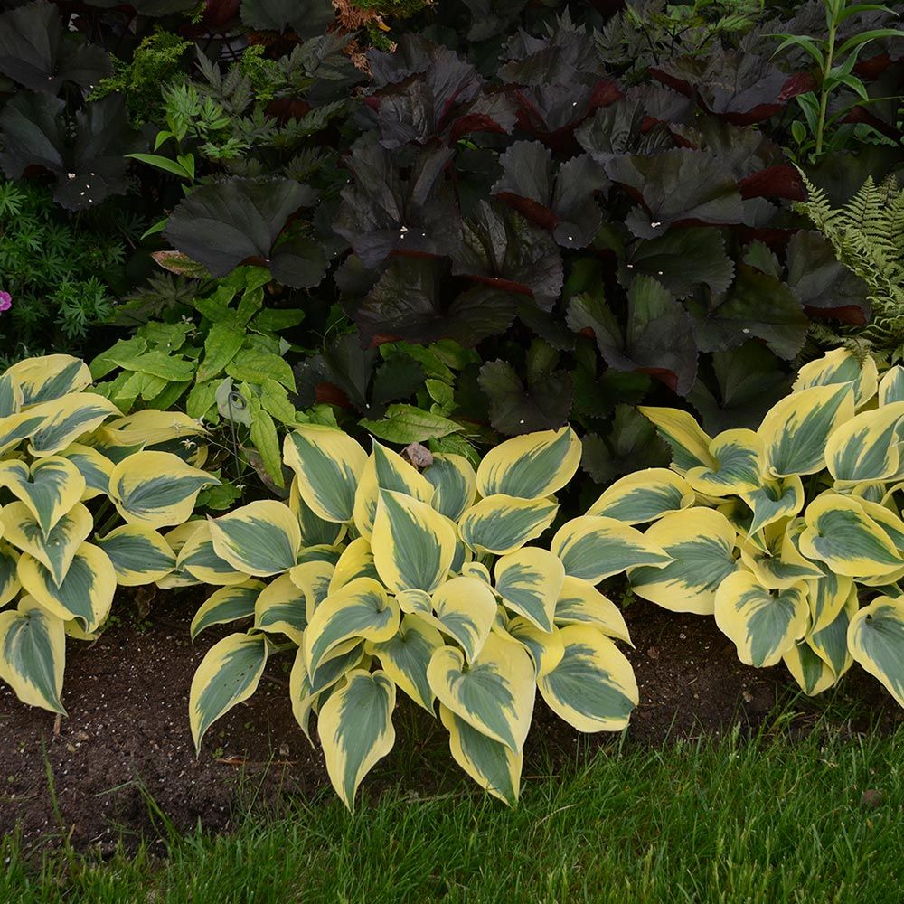 Hosta Autumn Frost | White Flower Farm