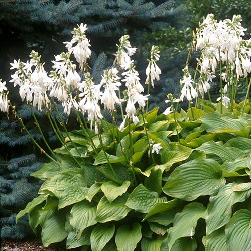 When To Trim Flowers From Hostas at Chris Gilson blog