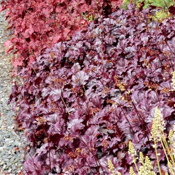 Heuchera 'shanghai' 