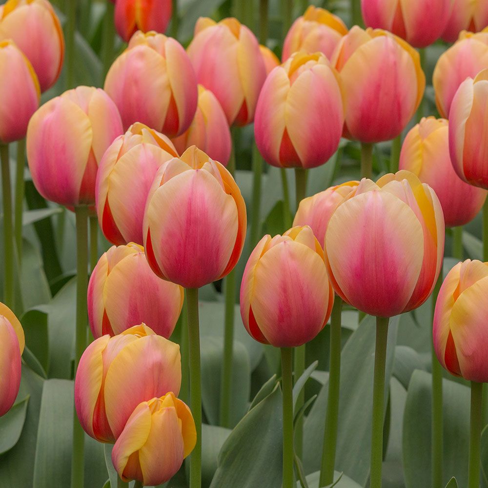 Tulip Marit | White Flower Farm