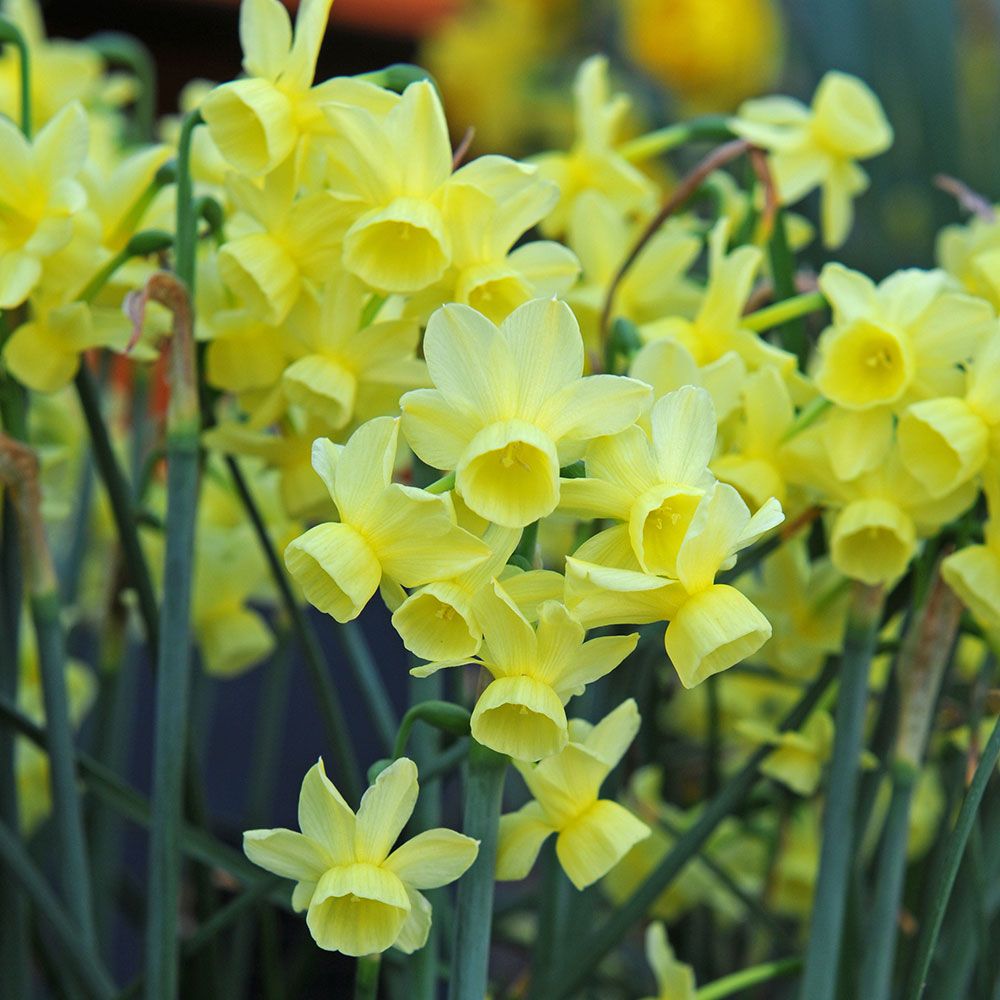 Narcissus Angel's Breath | White Flower Farm