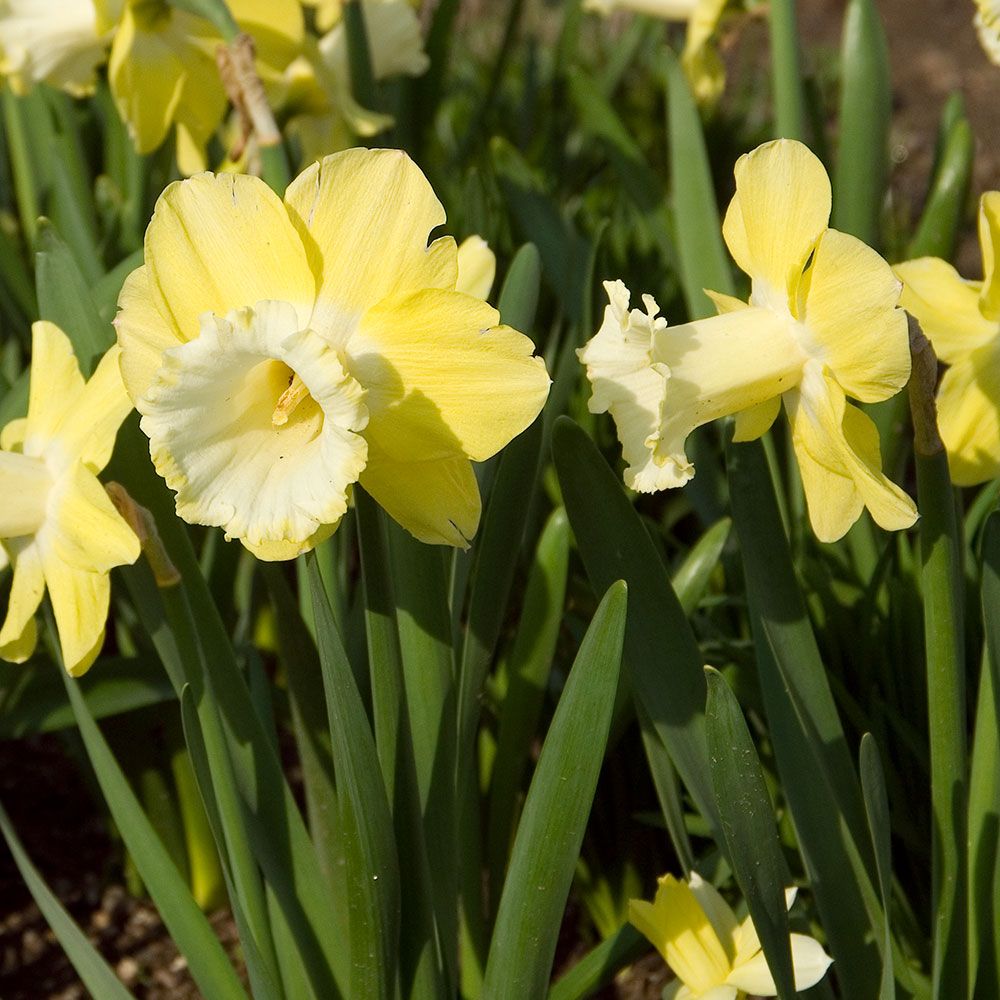 Narcissus 'Galactic Star' | White Flower Farm