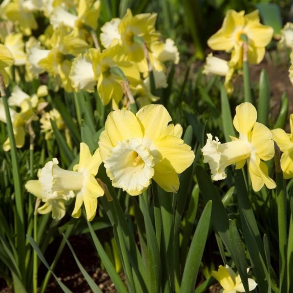 Narcissus 'Galactic Star' | White Flower Farm