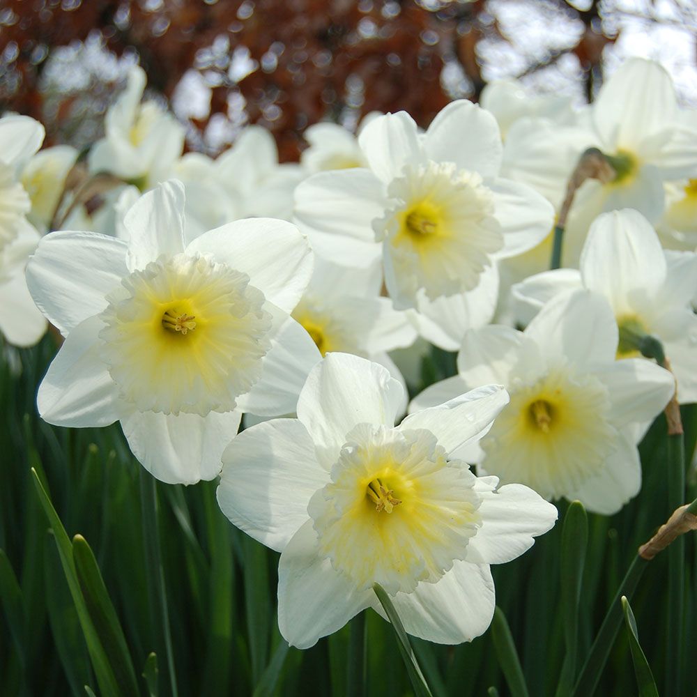 Narcissus Ice Follies | White Flower Farm