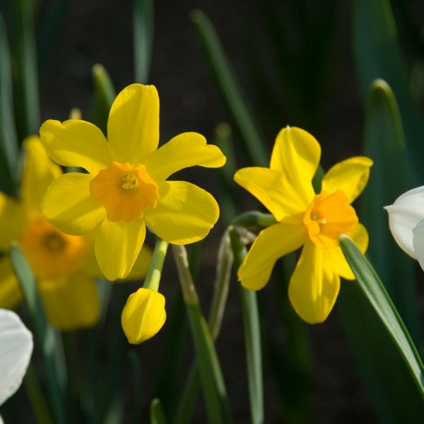 Narcissus 'pappy George' 