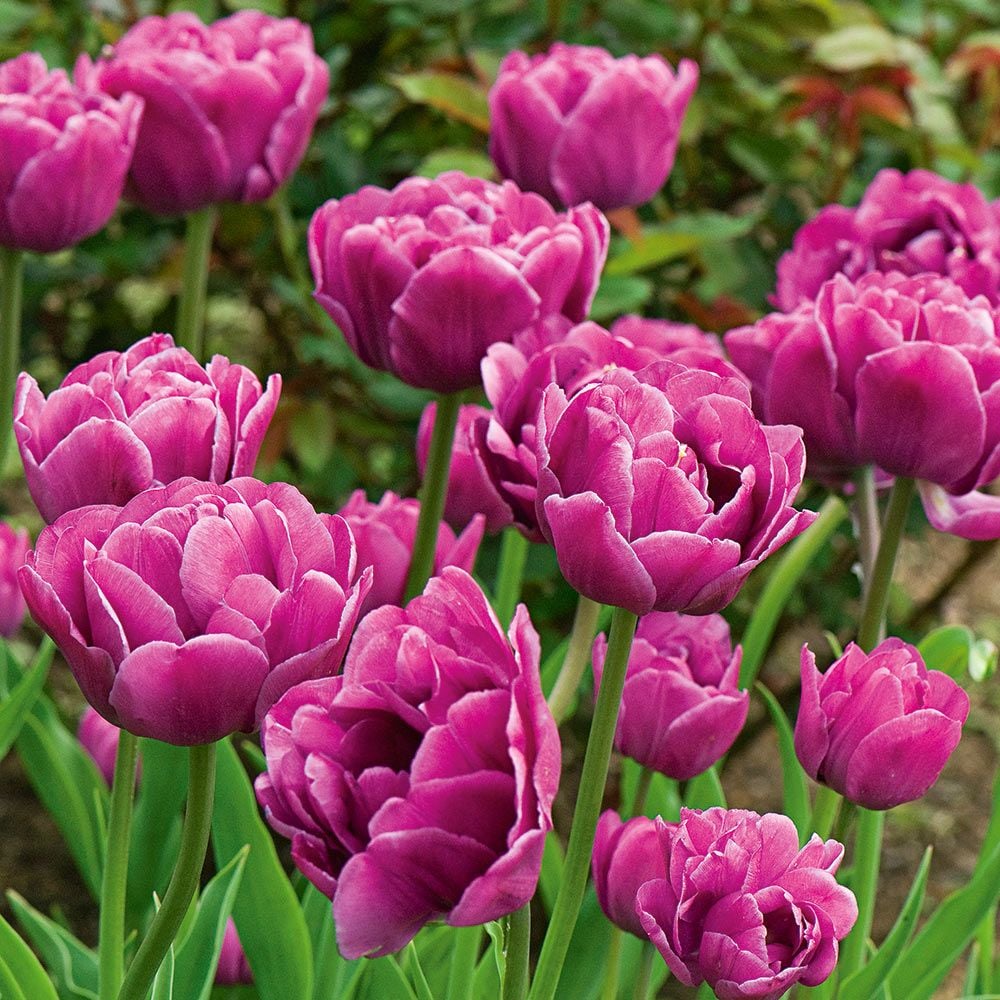 Tulip 'Backpacker' | White Flower Farm