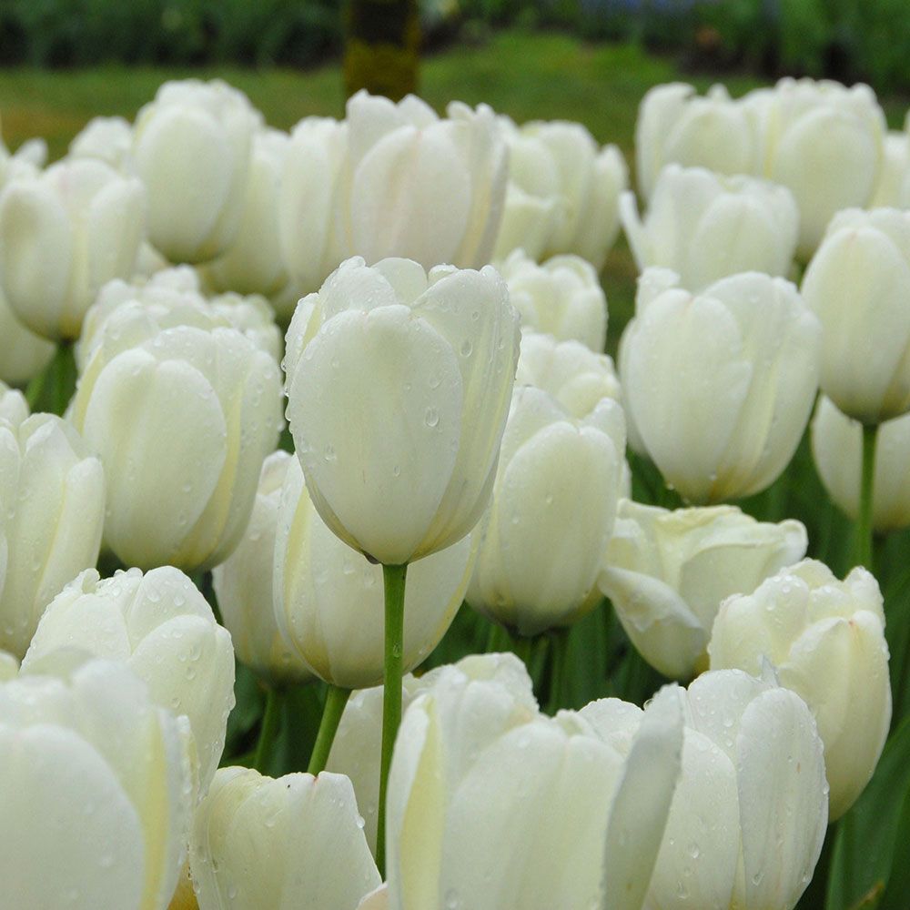 Tulip Ivory Floradale 