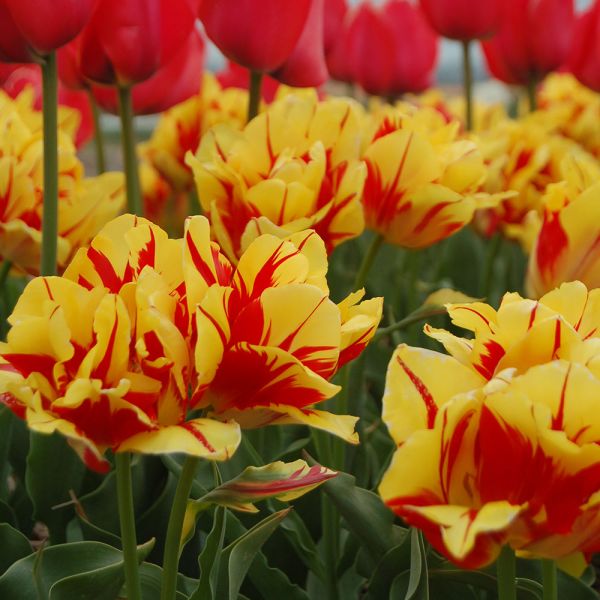 Tulip 'Monsella' | White Flower Farm