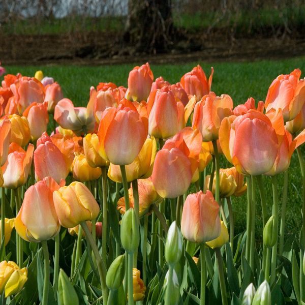 White Flower Farm Orange Perennial Tulip | White Flower Farm